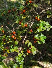 Coprosma montana