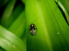 Capsodes flavomarginatus