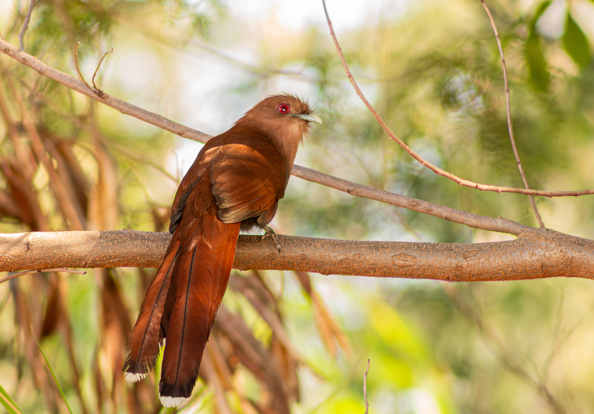 Common Squirrel-Cuckoo (Piaya cayana)
