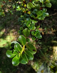 Coprosma montana