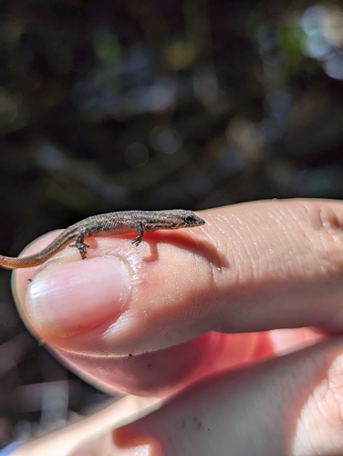 Altagracia Speckled Sphaero