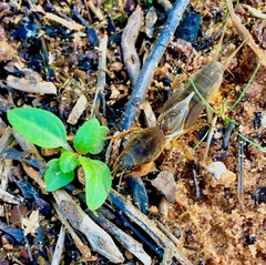 Neoscapteriscus borellii