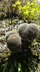 Mammillaria rhodantha