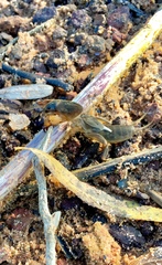 Neoscapteriscus borellii