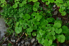 Parasenecio sylviaensis