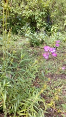 Penstemon campanulatus