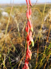 Gasteria carinata