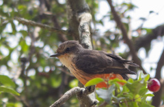 Pyrocephalus rubinus