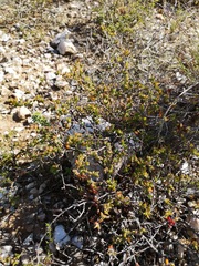 Drosanthemum quadratum