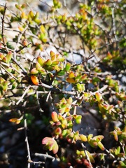 Drosanthemum quadratum