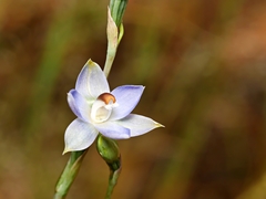 Thelymitra brevifolia