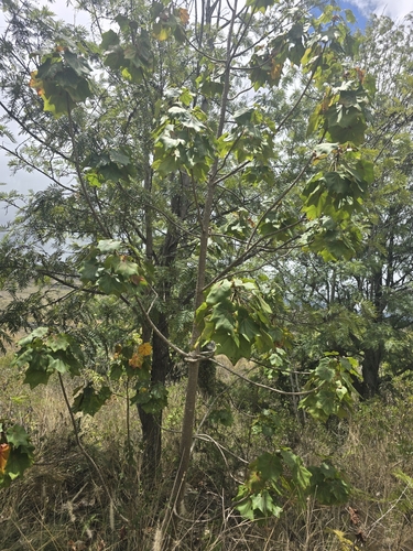 Kokia drynarioides observed 2025-08-15