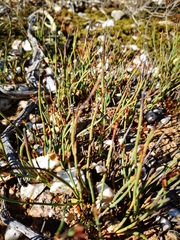 Elegia verreauxii