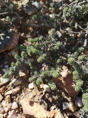 Aspalathus candidula