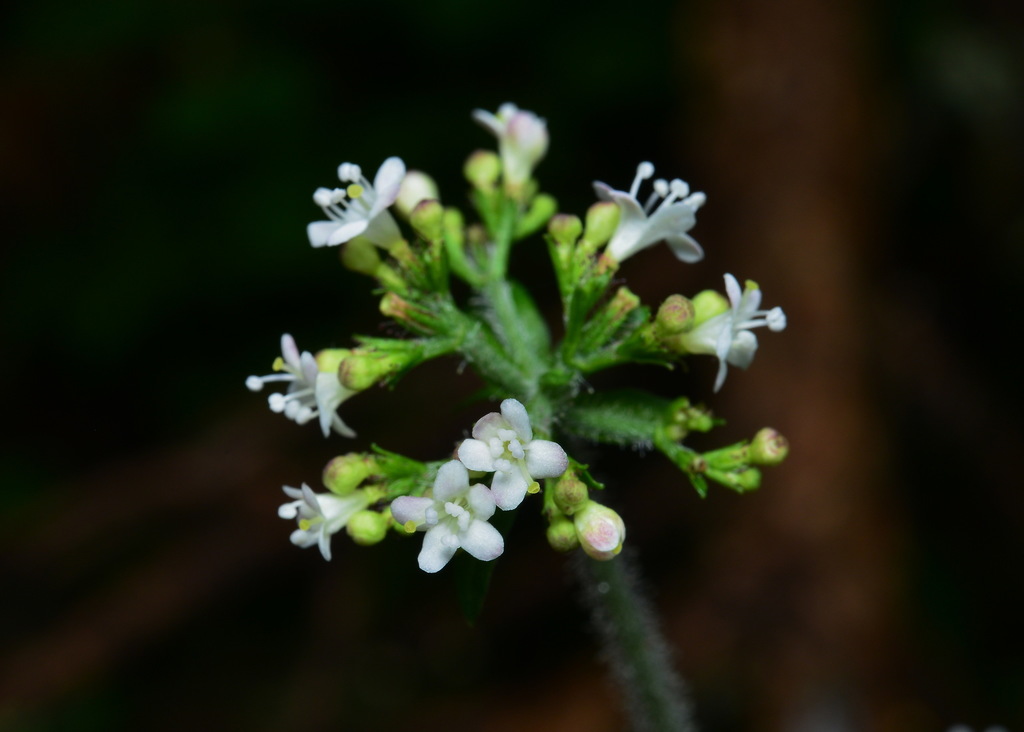 Triplostegia glandulifera