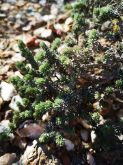 Aspalathus candidula