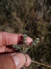 Aspalathus candidula