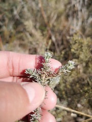 Aspalathus candidula