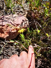Osteospermum potbergense