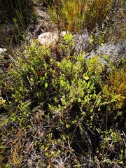 Osteospermum potbergense