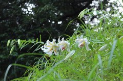 Lilium auratum