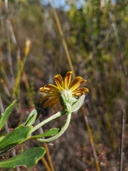 Osteospermum potbergense