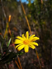 Osteospermum potbergense