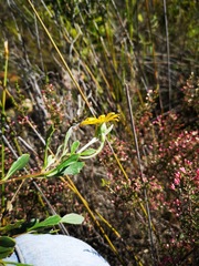 Osteospermum potbergense