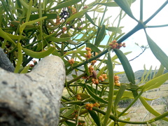 Phoradendron carneum