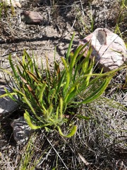 Protea denticulata