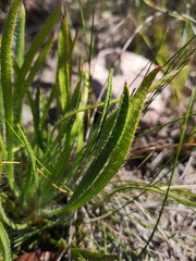 Protea denticulata