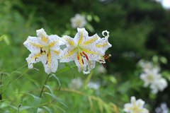 Lilium auratum