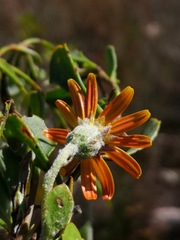 Osteospermum potbergense
