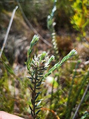 Amphithalea tomentosa
