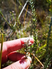 Amphithalea tomentosa