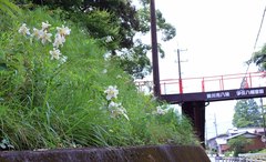Lilium auratum