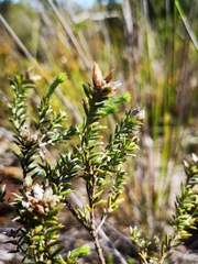 Amphithalea tomentosa