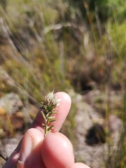 Amphithalea tomentosa