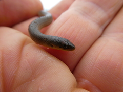 Delma inornata