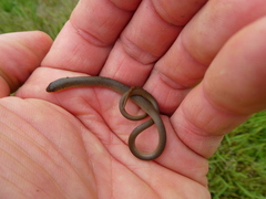 Delma inornata