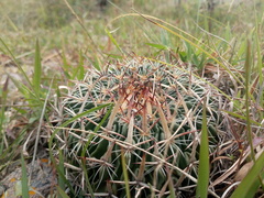 Echinofossulocactus zacatecasensis