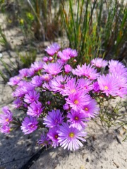 Lampranthus ceriseus