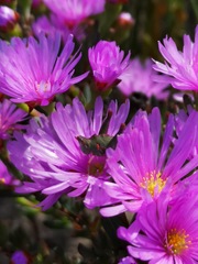 Lampranthus ceriseus