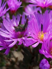 Lampranthus ceriseus