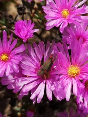 Lampranthus ceriseus