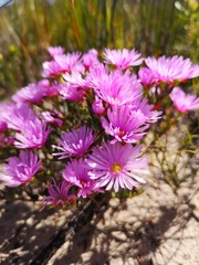 Lampranthus ceriseus