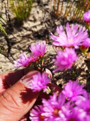 Lampranthus ceriseus