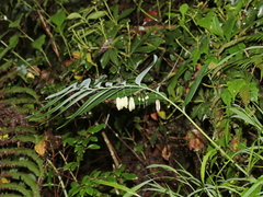 Polygonatum arisanense