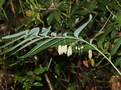 Polygonatum arisanense
