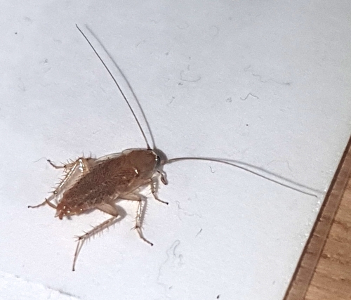 Photo of Variable Cockroach (Planuncus tingitanus)
